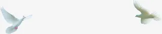白色信鸽七夕情人节免抠