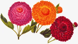 彩色盛开花朵植物免抠