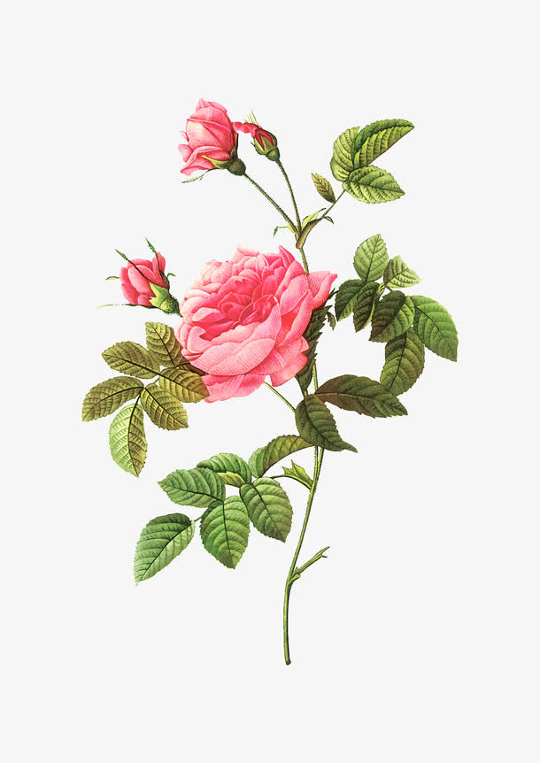 一朵鲜花免抠