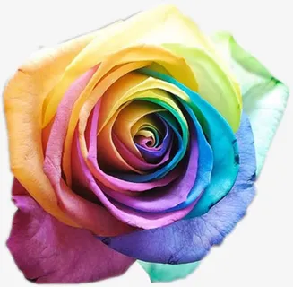 彩色玫瑰花层叠花瓣免抠