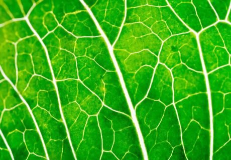 绿色叶子叶脉免抠背景底纹元素