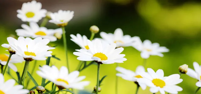 春天雏菊高清 春天雏菊高清