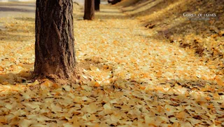 秋日落叶成熟树干免抠