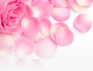 粉色玫瑰花瓣露珠七夕免抠