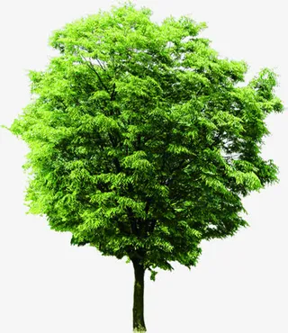 清新春天大树装饰免抠