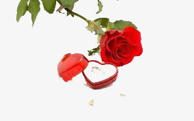 玫瑰花礼盒免抠