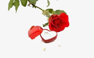 玫瑰花礼盒免抠