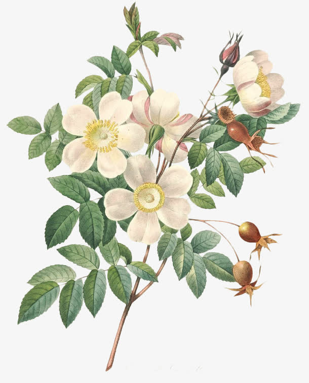 美丽花朵免抠