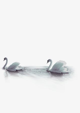 白的天鹅游泳免抠