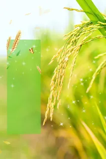 小清新二十四节气小满背景模板高清