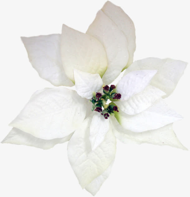 白色花朵免抠