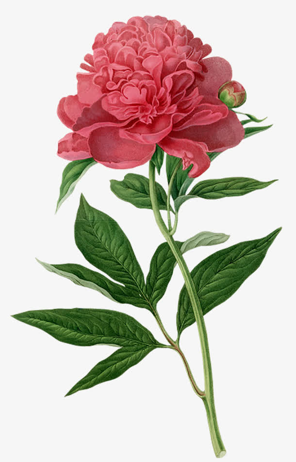 手绘花画免抠