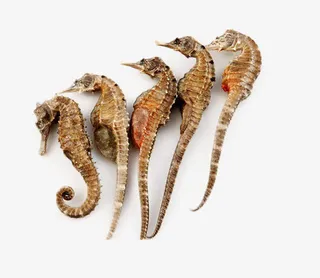 晒干的海马素材图片免抠