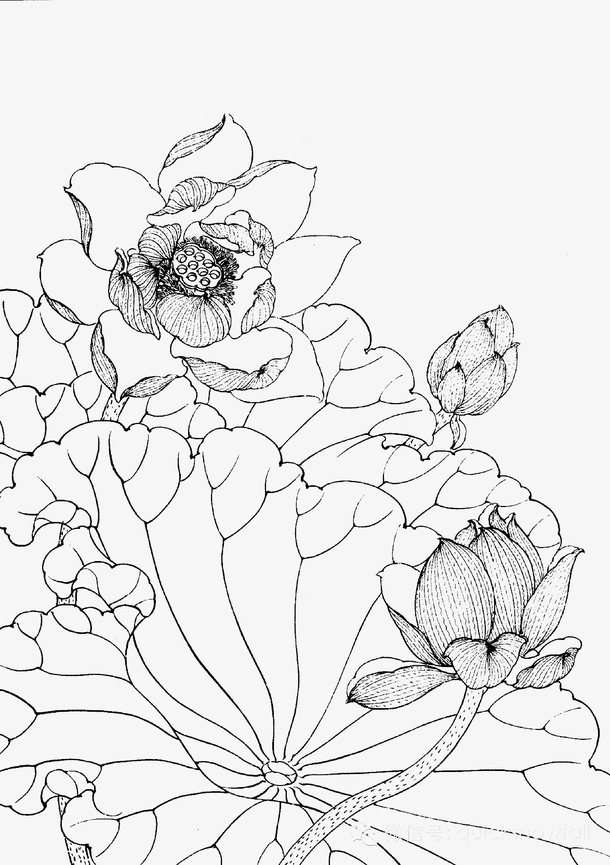 线稿莲花儿精细手绘免抠