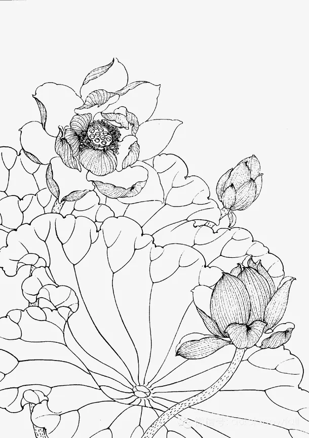 线稿莲花儿精细手绘免抠