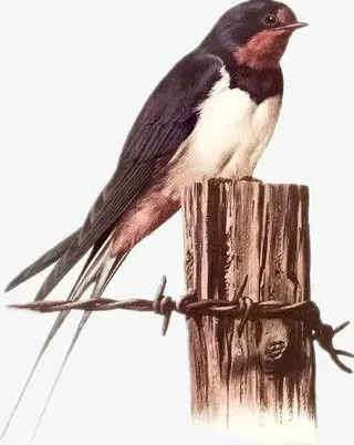 手绘水彩燕子免抠