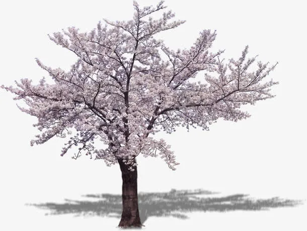 樱花树免抠