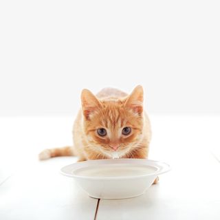 猫喝牛奶插图免抠