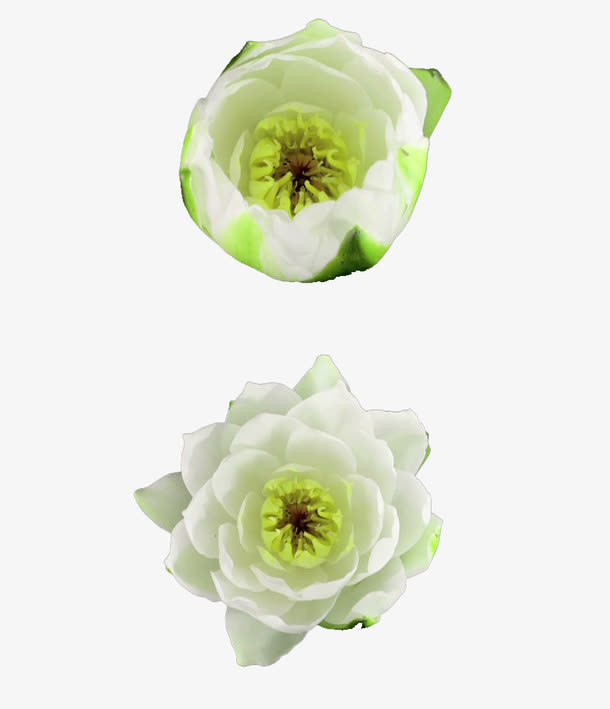 花朵开放过程实拍素材免抠