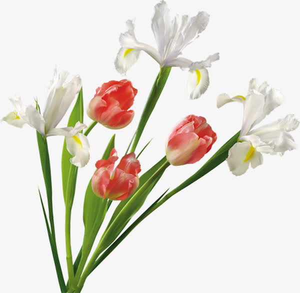 白色鸢尾花免抠