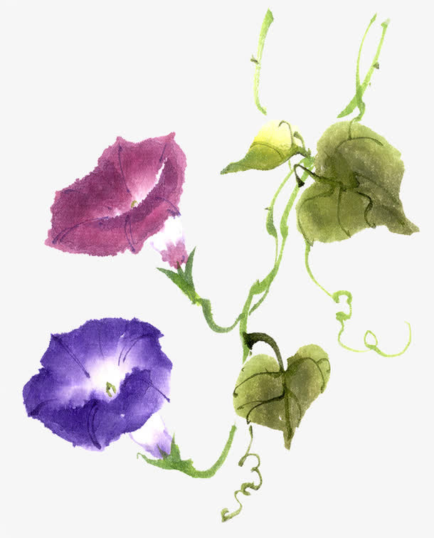 喇叭花免抠