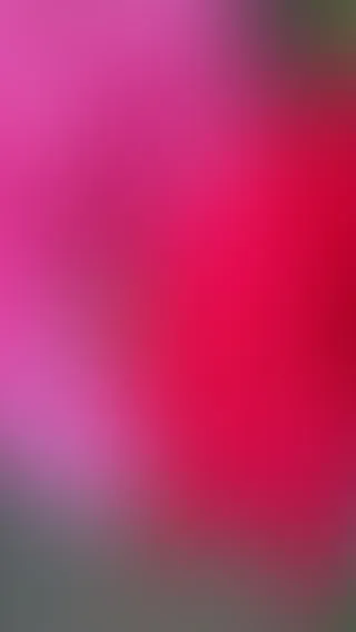 玫红渐变背景海报