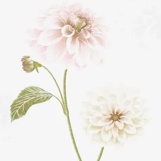 两朵素雅多层鲜花免抠