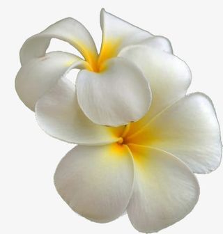 白色郁金香图片免抠