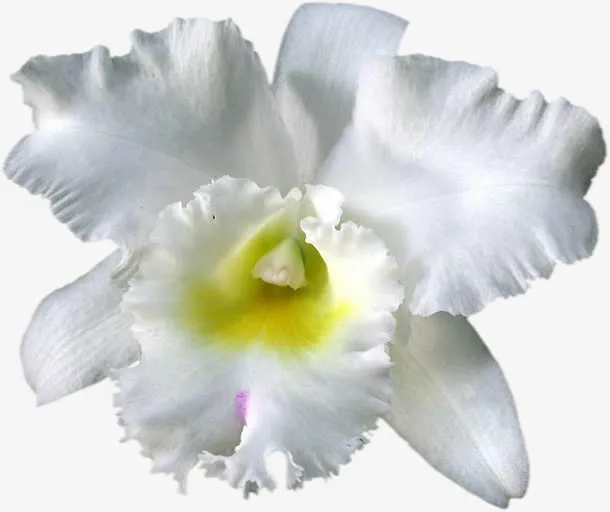 手绘花朵花朵图片素材免抠