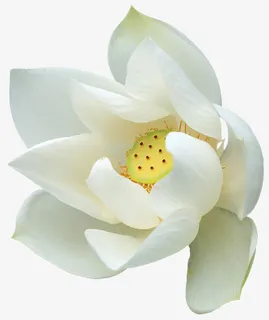 鲜花花草水彩花卉素材免抠