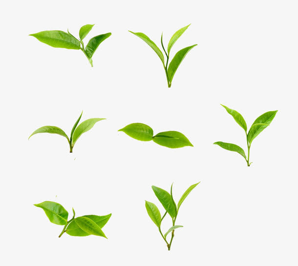 树苗小嫩芽免抠