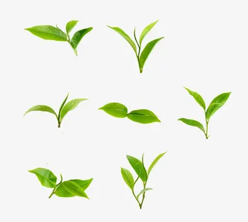 树苗小嫩芽免抠