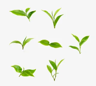 树苗小嫩芽免抠