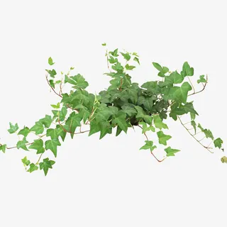 树藤 藤蔓 绿色植物免抠