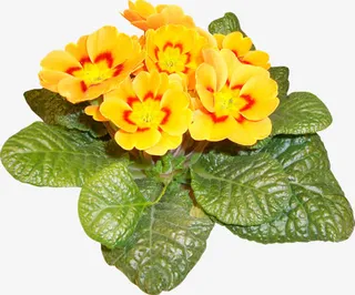 黄色绿叶花朵图片免抠