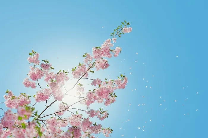 春天 花朵 自然 野外12高清