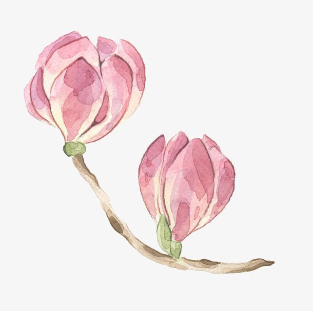 树枝上的粉色花朵免抠