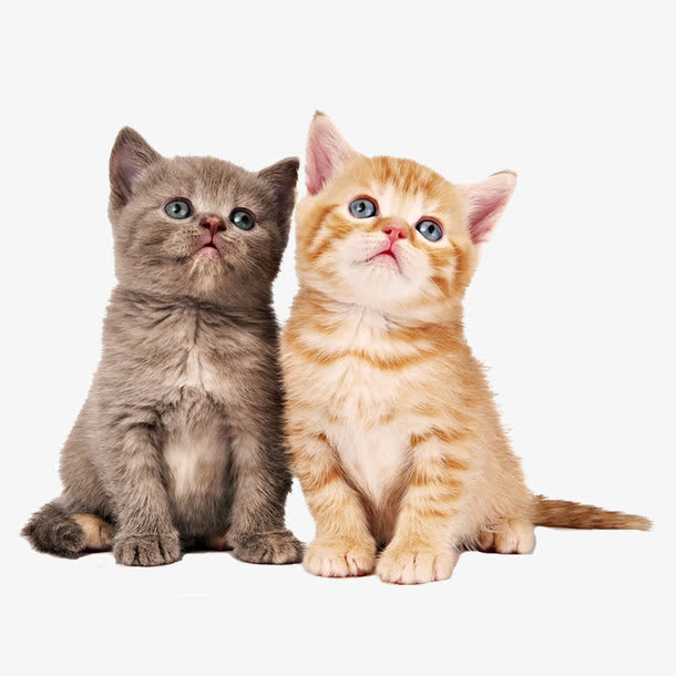 两只小猫咪免抠