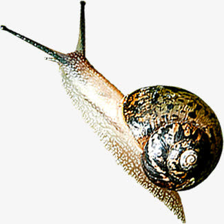 户外蜗牛设计春天免抠装饰动物元素