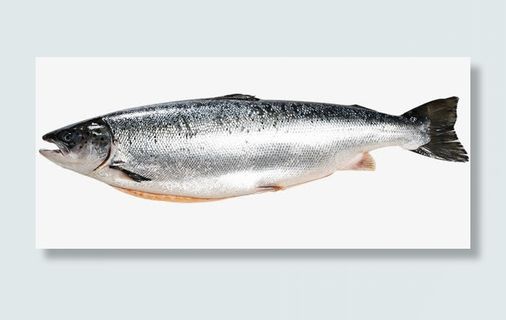 新鲜深海鱼金枪鱼免抠