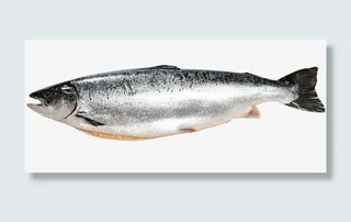 新鲜深海鱼金枪鱼免抠