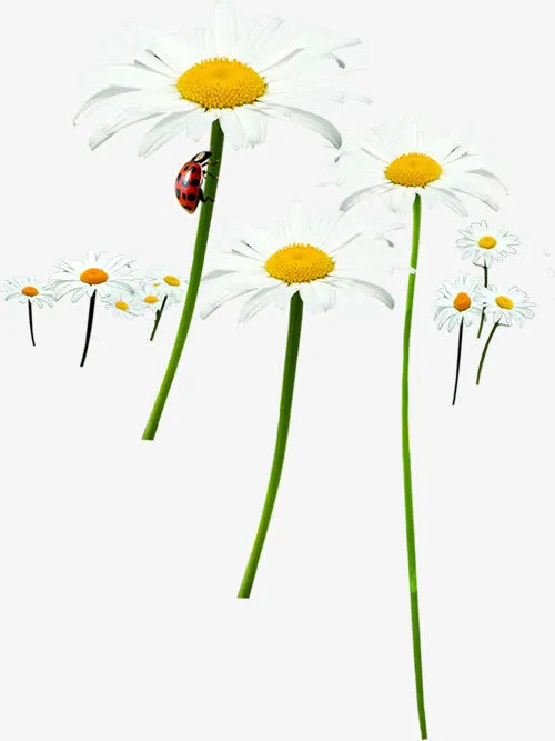 瓢虫爬行白色唯美花朵免抠