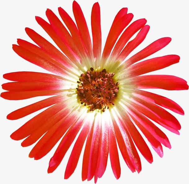 花朵素材手绘鲜花图片免抠