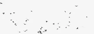 鸟水墨鸟装饰图片免抠