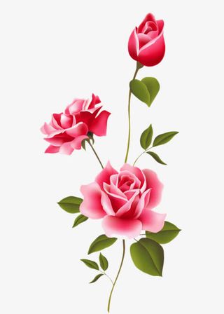 手绘月季花免抠