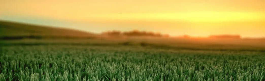 麦田banner创意设计