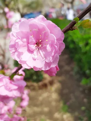 桃花  花开  花朵免抠