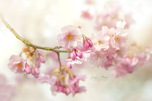 粉色梦幻桃花树枝免抠