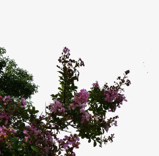 墙头植物免抠