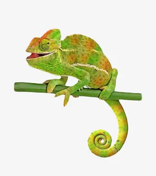 绿色树枝蜥蜴免抠